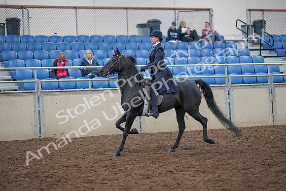 2019 Morgan Horse Show - Aug 31, 2019 - 18007