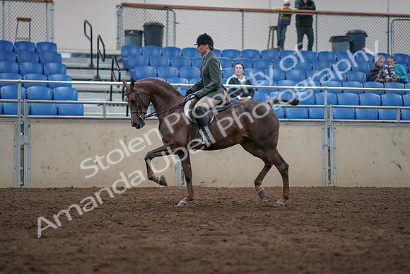 2019 Morgan Horse Show - Sept 01, 2019 - 08554