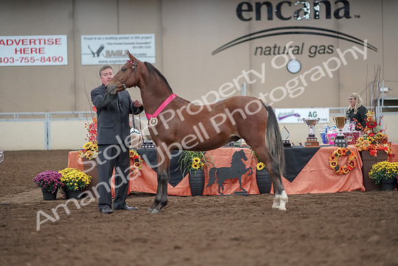 2019 Morgan Horse Show - Aug 31, 2019 - 00282