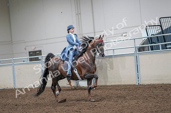 2020 - AB Morgan Horse - Fri, Sept 04 - 05046