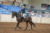 2020 - AB Morgan Horse - Sat, Sept 05 - 14202