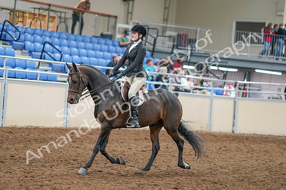2020 - AB Morgan Horse - Sat, Sept 05 - 14202