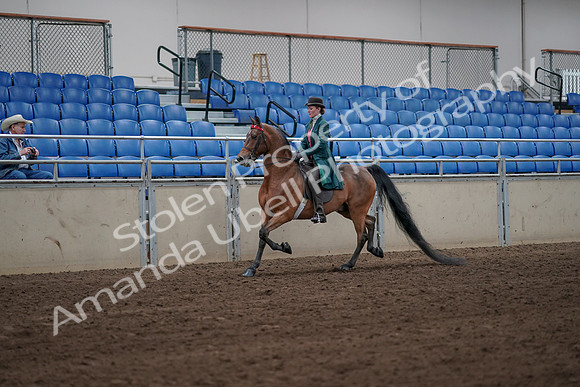 2019 Morgan Horse Show - Sept 01, 2019 - 13153