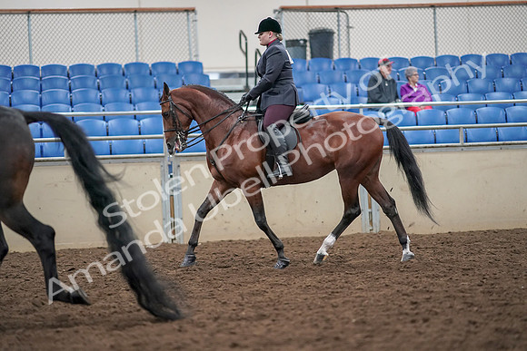 2019 Morgan Horse Show - Aug 30, 2019 - 20084