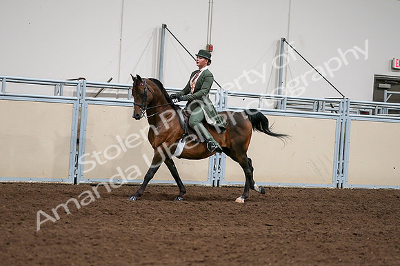 2020 - AB Morgan Horse - Fri, Sept 04 - 03329