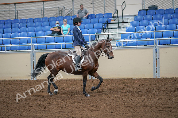 2020 - AB Morgan Horse - Fri, Sept 04 - 06078
