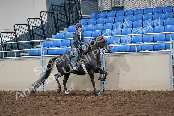 2020 - AB Morgan Horse - Sat, Sept 05 - 13913