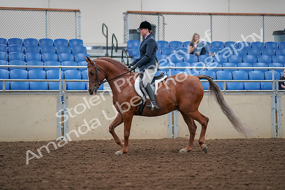 2019 Morgan Horse Show - Aug 30, 2019 - 16008