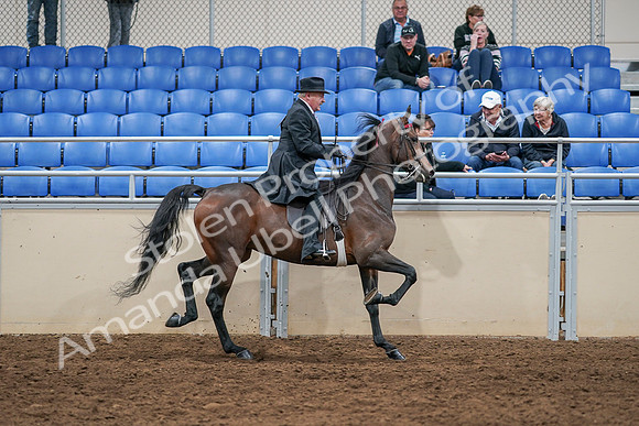 2020 - AB Morgan Horse - Sat, Sept 05 - 08175