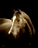 Arabians - 236