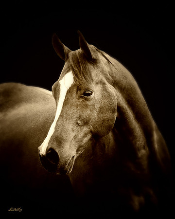 Arabians - 236