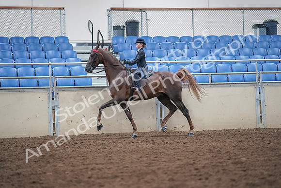 2019 Morgan Horse Show - Aug 30, 2019 - 17922
