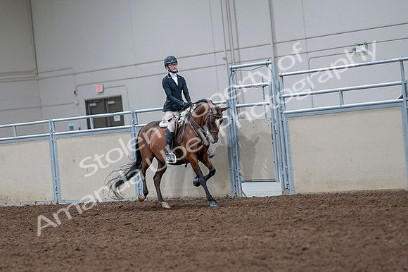 2020 - AB Morgan Horse - Fri, Sept 04 - 06090