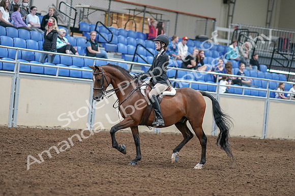 2020 - AB Morgan Horse - Fri, Sept 04 - 05860