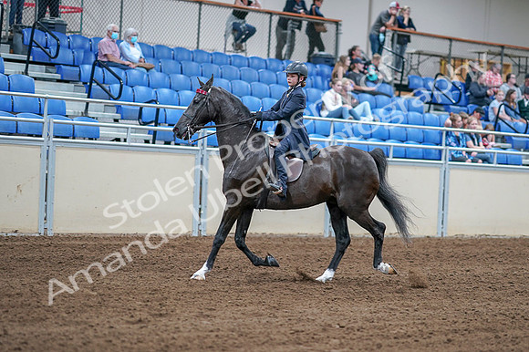 2020 - AB Morgan Horse - Fri, Sept 04 - 06981