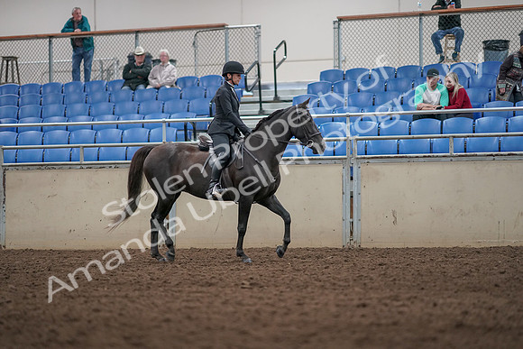 2019 Morgan Horse Show - Aug 31, 2019 - 07384