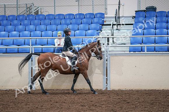 2020 - AB Morgan Horse - Fri, Sept 04 - 02134