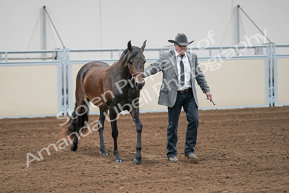 2020 - AB Morgan Horse - Sat, Sept 05 - 00142
