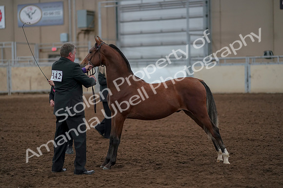 2019 Morgan Horse Show - Aug 30, 2019 - 25571