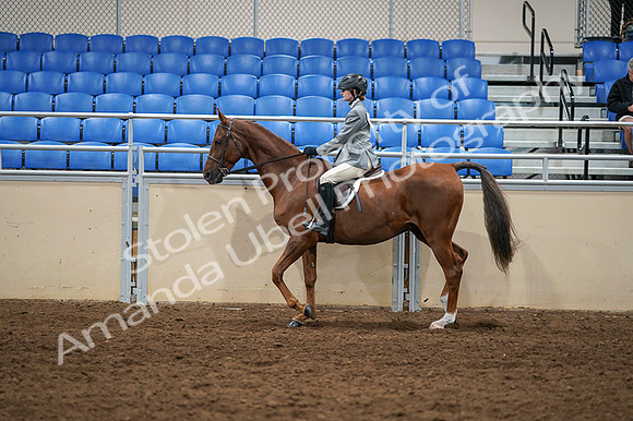 2020 - AB Morgan Horse - Fri, Sept 04 - 02973