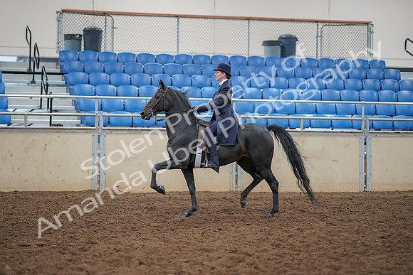 2019 Morgan Horse Show - Aug 30, 2019 - 12175
