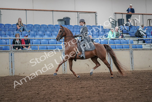 2019 Morgan Horse Show - Aug 30, 2019 - 15354