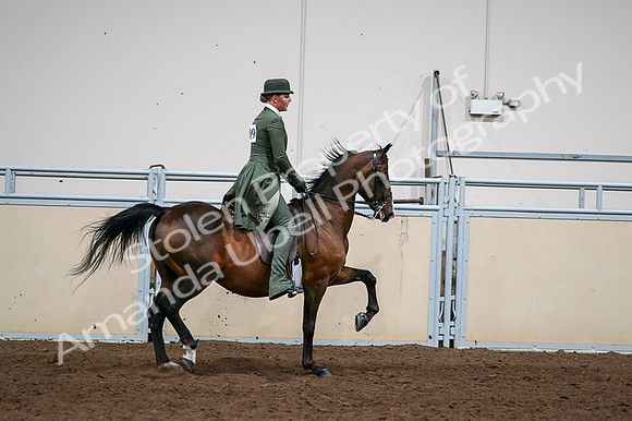 2020 - AB Morgan Horse - Fri, Sept 04 - 03389