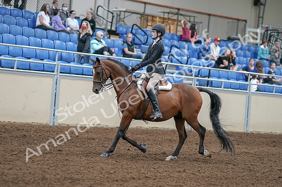 2020 - AB Morgan Horse - Fri, Sept 04 - 05864