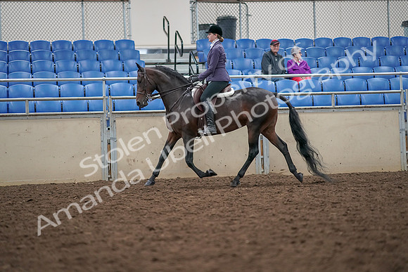 2019 Morgan Horse Show - Aug 30, 2019 - 20150