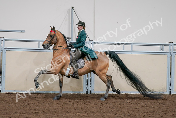 2020 - AB Morgan Horse - Sat, Sept 05 - 13806