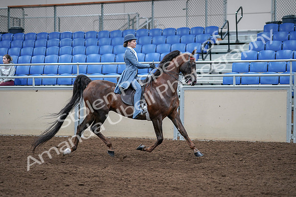 2020 - AB Morgan Horse - Fri, Sept 04 - 05065