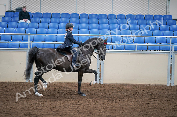 2020 - AB Morgan Horse - Fri, Sept 04 - 03171