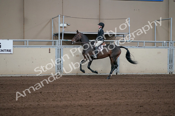 2019 Morgan Horse Show - Sept 01, 2019 - 03768