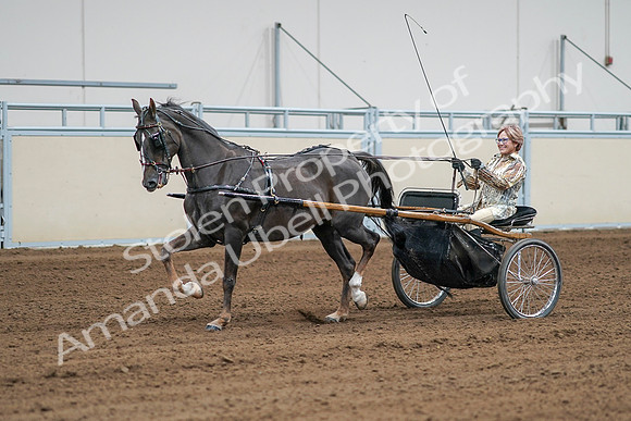 2020 - AB Morgan Horse - Sat, Sept 05 - 06000