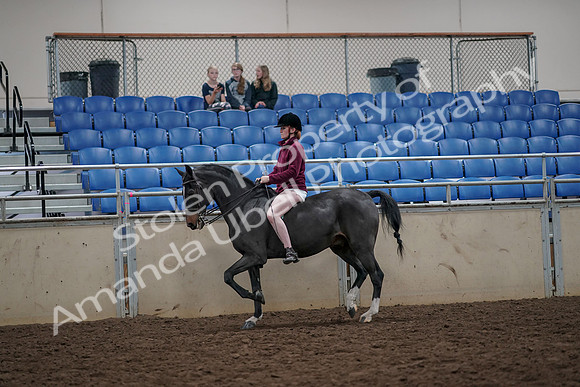 2019 Morgan Horse Show - Aug 30, 2019 - 31140