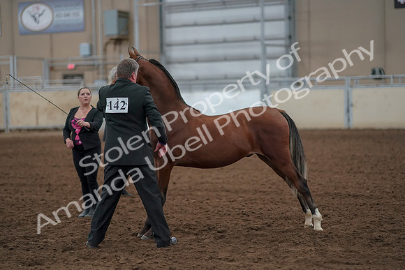 2019 Morgan Horse Show - Aug 30, 2019 - 25564