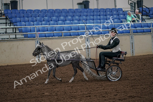 2019 Morgan Horse Show - Aug 30, 2019 - 13141