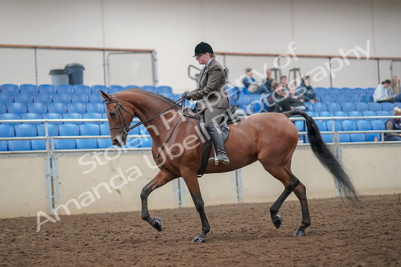 2019 Morgan Horse Show - Aug 30, 2019 - 29210