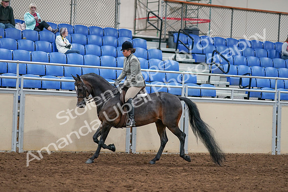2020 - AB Morgan Horse - Sat, Sept 05 - 14327