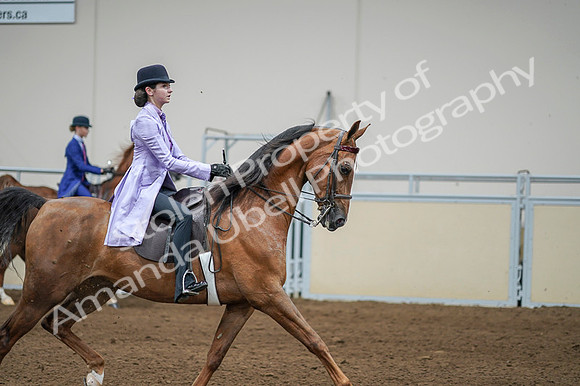 2020 - AB Morgan Horse - Fri, Sept 04 - 05144