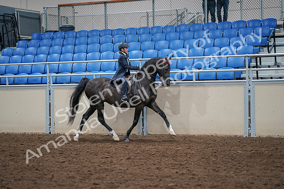 2020 - AB Morgan Horse - Fri, Sept 04 - 03135