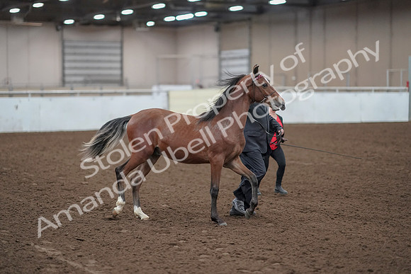 2019 Morgan Horse Show - Aug 31, 2019 - 00220