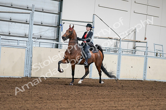 2020 - AB Morgan Horse - Sat, Sept 05 - 06703