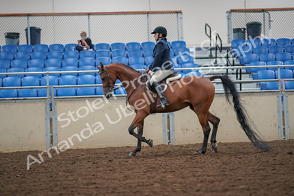 2019 Morgan Horse Show - Aug 30, 2019 - 16261