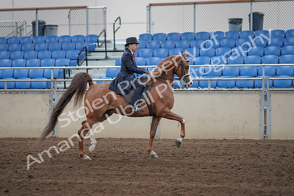 2019 Morgan Horse Show - Sept 01, 2019 - 11974