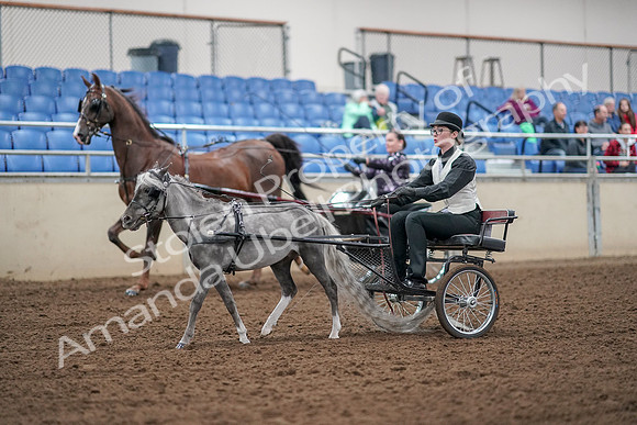 2019 Morgan Horse Show - Aug 30, 2019 - 13273