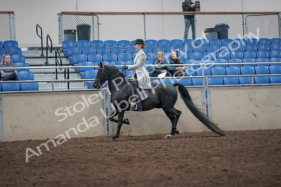 2019 Morgan Horse Show - Aug 31, 2019 - 09230