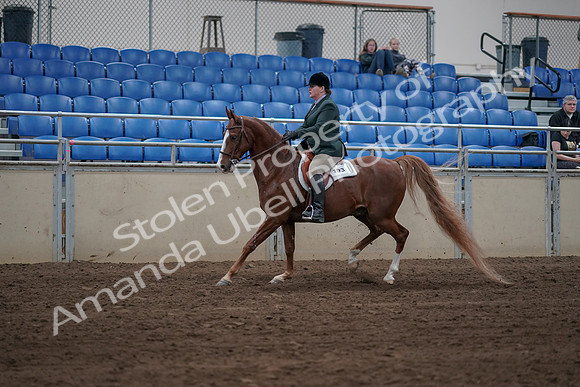 2019 Morgan Horse Show - Sept 01, 2019 - 12264