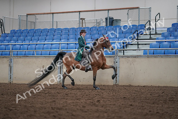2019 Morgan Horse Show - Sept 01, 2019 - 13352