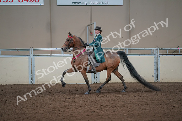 2019 Morgan Horse Show - Sept 01, 2019 - 13478
